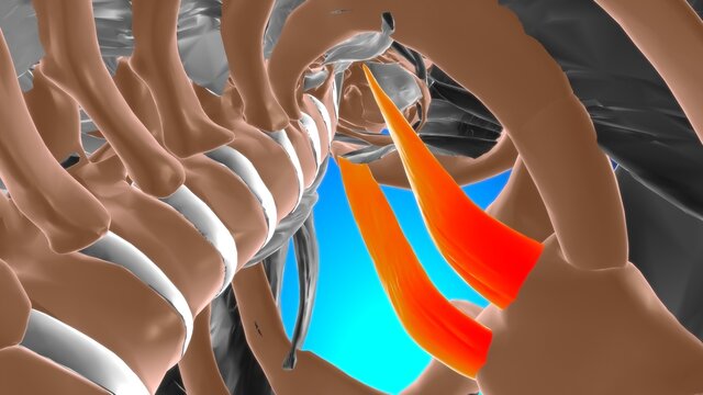 Sternothyroid Muscle Anatomy For Medical Concept 3D