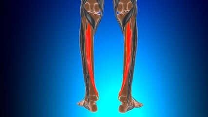 Tibialis posterior Muscle Anatomy For Medical Concept 3D