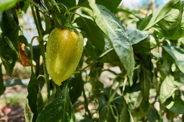 Sweet green peppers ripen on a bush in their garden.