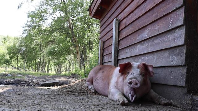 Pigg out in nature, that yawns