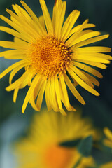yellow flower closeup