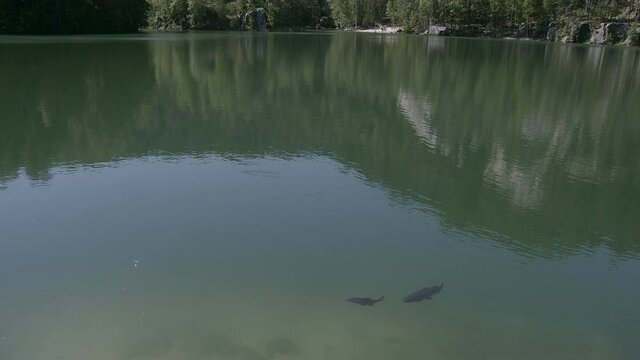 Fish swimming peacefully in the clear lake on Adrspach.