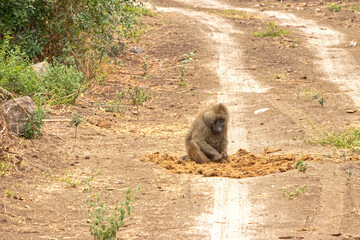Tanzania, Serengeti park – Monkey.