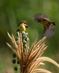Yellow Sunbird just feeding her chick in the bright morning with bokeh background.