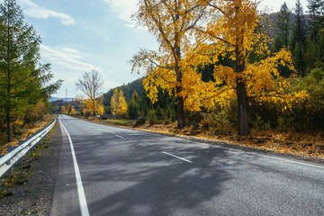 Colorful autumn landscape with birch tree with yellow leaves in sunshine near mountain highway. Bright alpine scenery with car on mountain road and trees in autumn colors. Highway in mountains in fall
