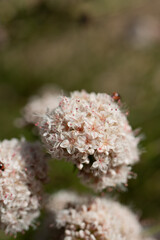 White blooming terminal determinate cymose head inflorescences of California Buckwheat, Eriogonum Fasciculatum, Polygonaceae, native in Red Rock Canyon MRCA Park, Santa Monica Mountains, Springtime.