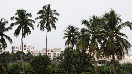 Fototapeta na wymiar Natural view of coconut tree in Junagadh