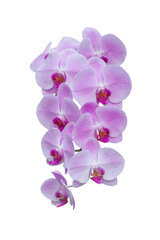 Naklejka na ściany i meble Beautiful purple Phalaenopsis orchid flowers bloom isolated on white background included clipping path.
