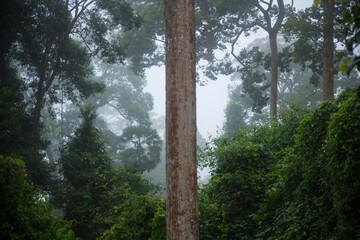 View of tropical forest in rainy season at Khao Yai National Park, Thailand