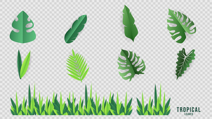 Set Tropical leaves. Monstera plant leaf, banana plants, and green tropical palm leaves. Jungle palms forest flora nature, Flat Modern design ,isolated on transparent background  illustration Vector