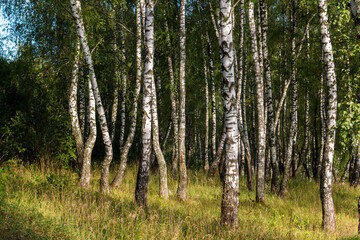 Fototapeta premium Young birch trees in a grove on a summer day