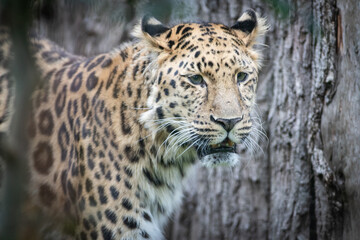 Fototapeta na wymiar leopard face