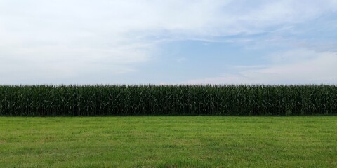 fence and grass
