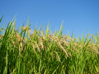 Naklejka premium 風で揺れる稲穂（青森県津軽地方）-静止画