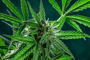 Naklejka na ściany i meble Marijuana plant leaves and flowers on a dark background. Growing cannabis for medical purposes