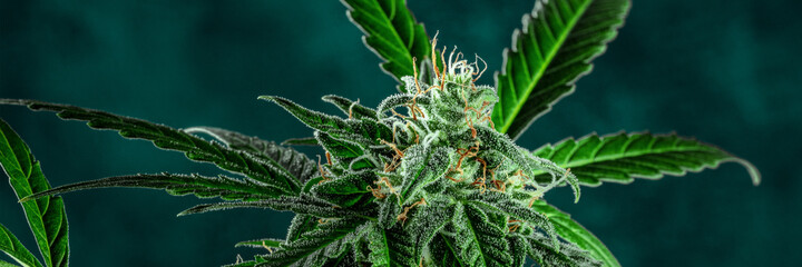 Cannabis plant panorama. Marijuana flowers with yellow stigmas and green leaves. Growing cannabis...
