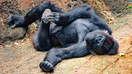 Gorilla sleeping. 