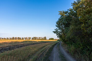 Fototapeta na wymiar Mown wheat field near the forest, beautiful rural landscape at sunset