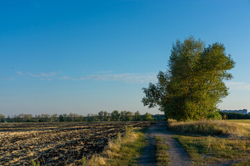 Obraz premium Mown wheat field near the forest, beautiful rural landscape at sunset