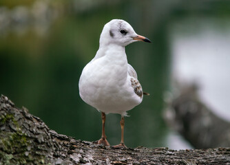 Portrait of  immature black-headed gull