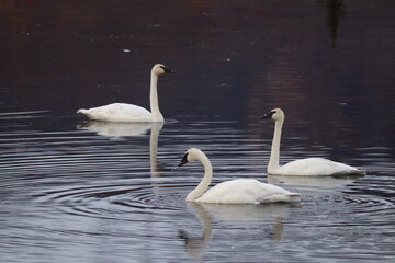 Swans
