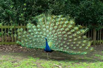 Peacock spreading its wings in a park in bright colours