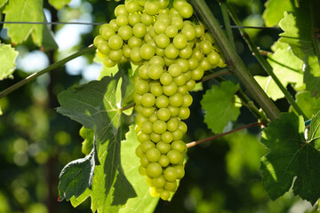 Light bunch of grapes in the sun. Vineyards in Italy. Grape plantations. Close-up of white grapes on vines. Vine of grapes on a branch.