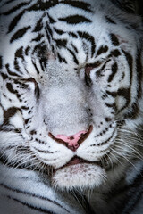 White tiger, eyes closed close-up shot. 