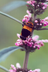 bee on pink flower