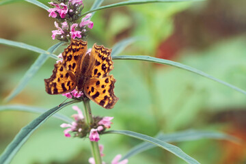 yellow butterfly on flower