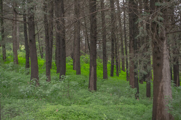 arboles en bosques simetricos