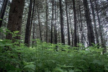 arboles en bosques simetricos