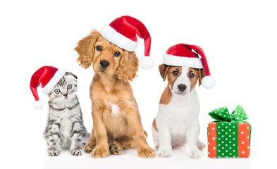 Cat and  puppies wearing red christmas hats sit with gift box and look at camera . isolated on white background