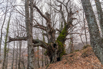 Fototapeta premium Old trees in the forest