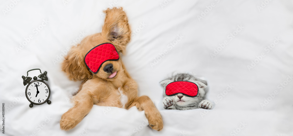 Poster cozy english cocker spaniel puppy and tiny kitten wearing sleeping masks sleep together near alarm c