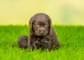 Chocolate Labrador Retriever puppy hugs black kitten on green summer grass