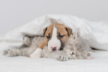Cozy Miniature Bull Terrier puppy embraces sleepy kitten under warm white blanket on a bed at home. Pets sleep together