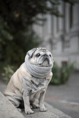 portrait of an elderly pug on the stairs in autumn