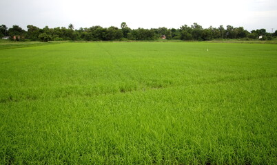 Fototapeta premium rice plants in the fields, asian agriculture, farming, rice fields, rice fields