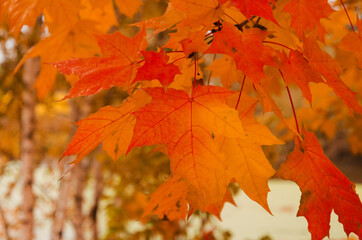 Autumn landscape. Red maple leaves on a tree