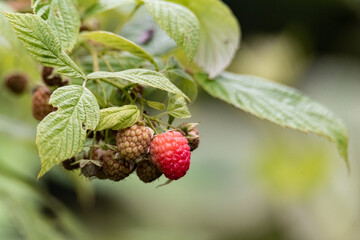 Raspberries on the bush. Ripening red fruits. Healthy, fresh and natural food. Autumn in the garden.