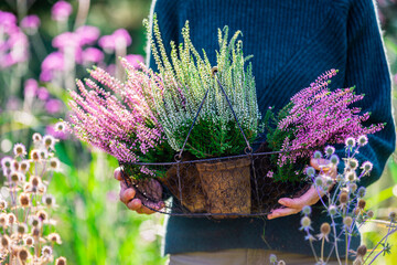 A woman holding a basket of heather plants.