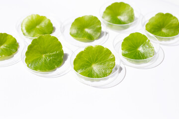 Fresh green centella asiatica leaves in petri dishes on white background.