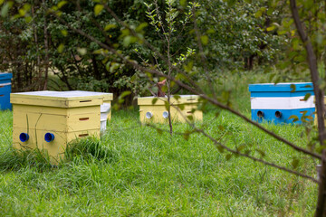 beehives are standing in a clearing in an apple orchard
