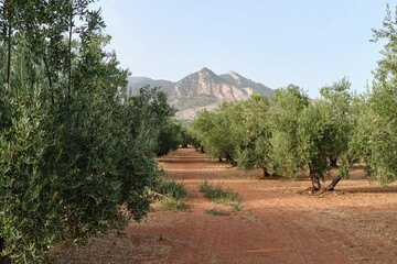 olive tree plantation at sunset in the province of jaen, andalucia - obrazy, fototapety, plakaty