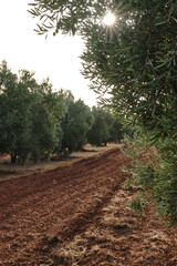 olive tree plantation at sunset in the province of jaen, andalucia