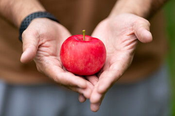 a ripe red apple in the hands of men