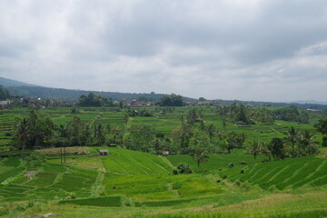 Fototapeta na wymiar インドネシア　バリ島　世界遺産ジャティルウィのライステラス