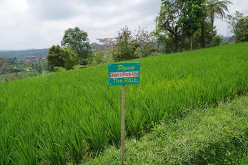 インドネシア　バリ島　世界遺産ジャティルウィのライステラス