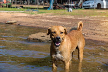  Portrait  of Thai dog standing  in the water,  Thailand - Asia.